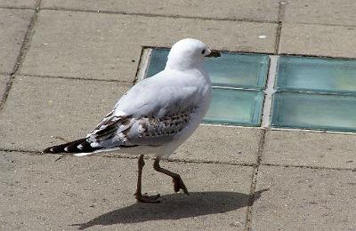 SilverbackedGull.jpg