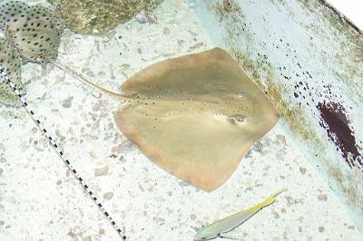 Stingray.jpg