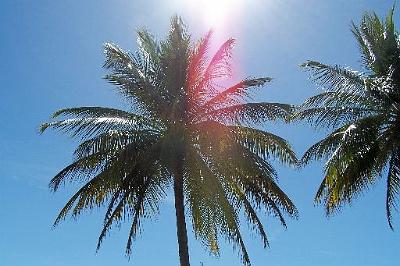 Sunlightthroughthepalmtrees.jpg