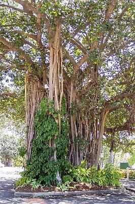 Tree'sandgreenery.jpg