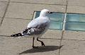 SilverbackedGull