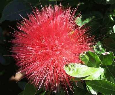 Fluffy-bottle-brush.jpg